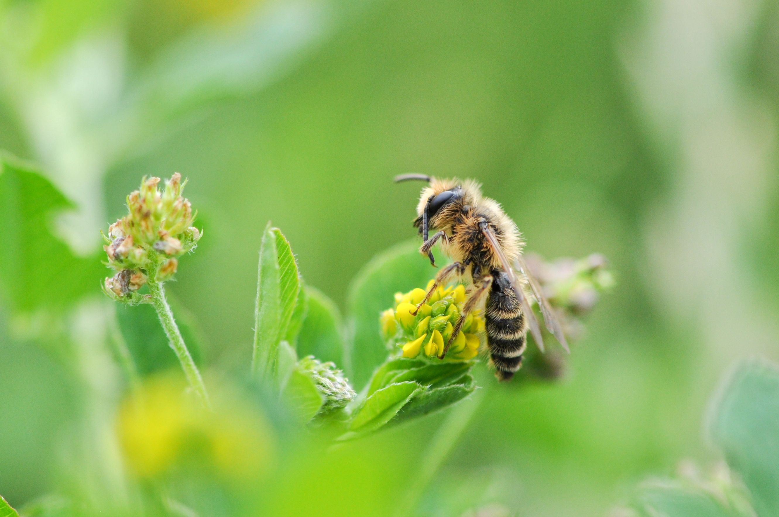 Grasbij mannetje RB verkleind