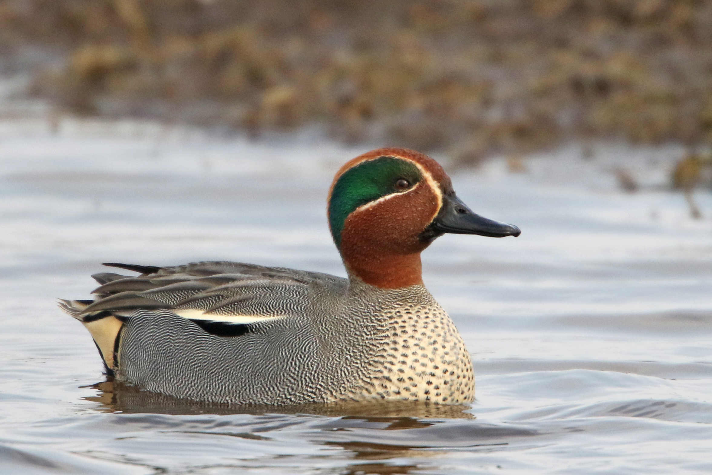 Halte3 Wintertaling M JanKatsman