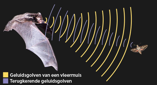 bat echolocation dutch