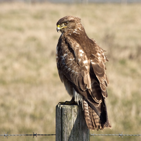 Buizerd EC 2