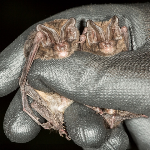 Mopsvleermuizen Bram Conings klein