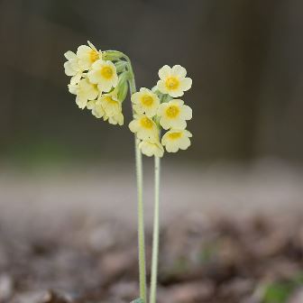 Slankesleutelbloem