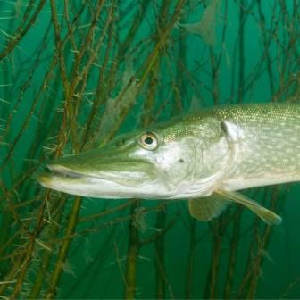 Snoek Esox lucius Silvia Waajen II