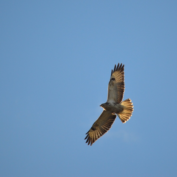 buizerd AB 4