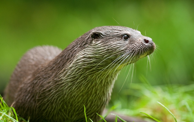 otter