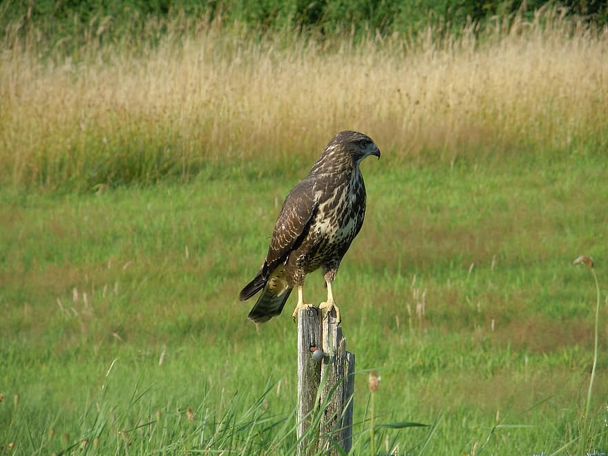 buizerd