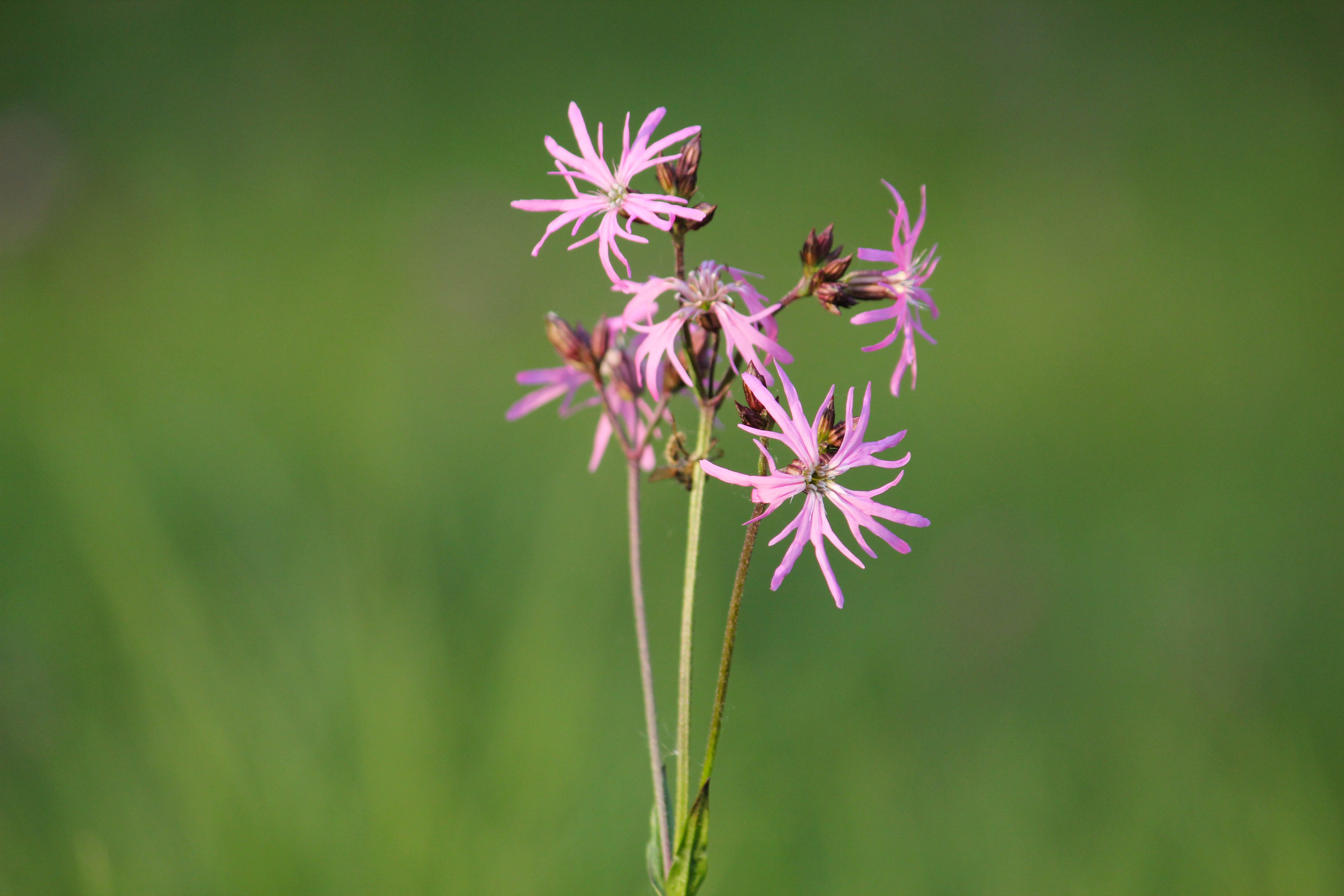 Echte koekoeksbloem CH 3