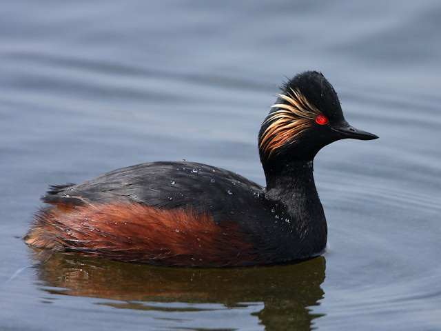 Geoorde fuut podiceps nigricollis