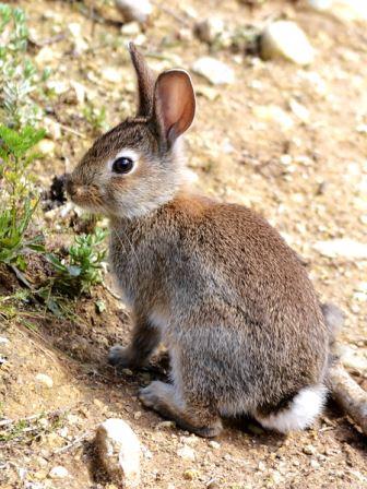 Konijn oryctolagus cuniculus