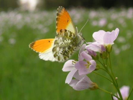 Oranjetipje pinksterbloem