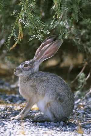 haas Lepus europaeus