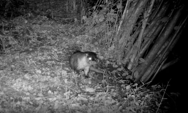 otter19aug2021d Puyenbroeck Joris Everaertsite