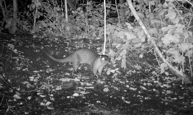 otter29aug2021d Molsbroek Joris Everaertsite