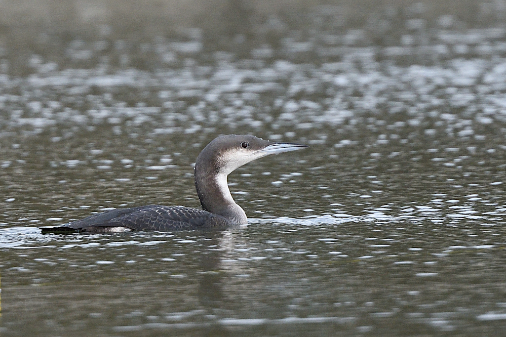 parelduiker Joris Everaert