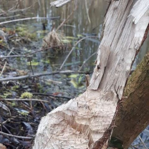 bever in eksaarde