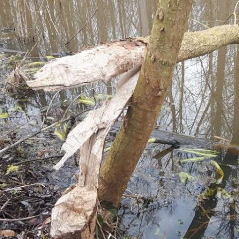 bever in eksaarde