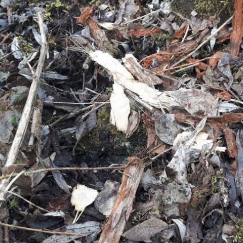bever in eksaarde
