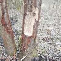 bever in eksaarde
