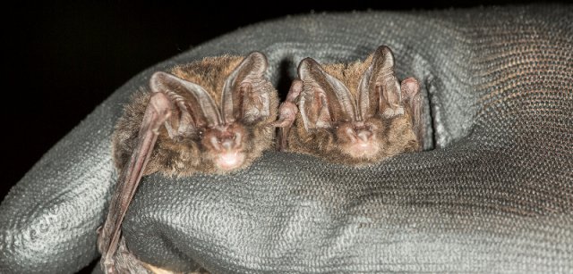 twee_vrouwtjes_mopsvleermuis_BramConings