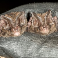Mopsvleermuis